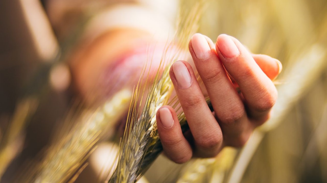 Une main dans un champ de blé dans le foncier rural